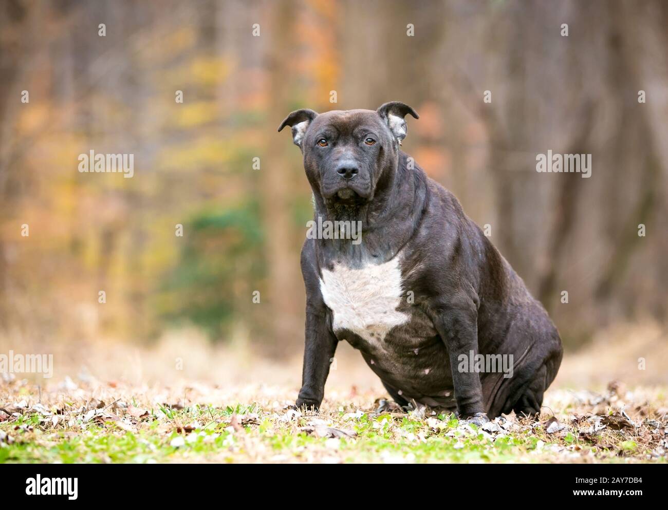 Un obeso Pit Bull Terrier cane misto razza seduta all'aperto Foto Stock