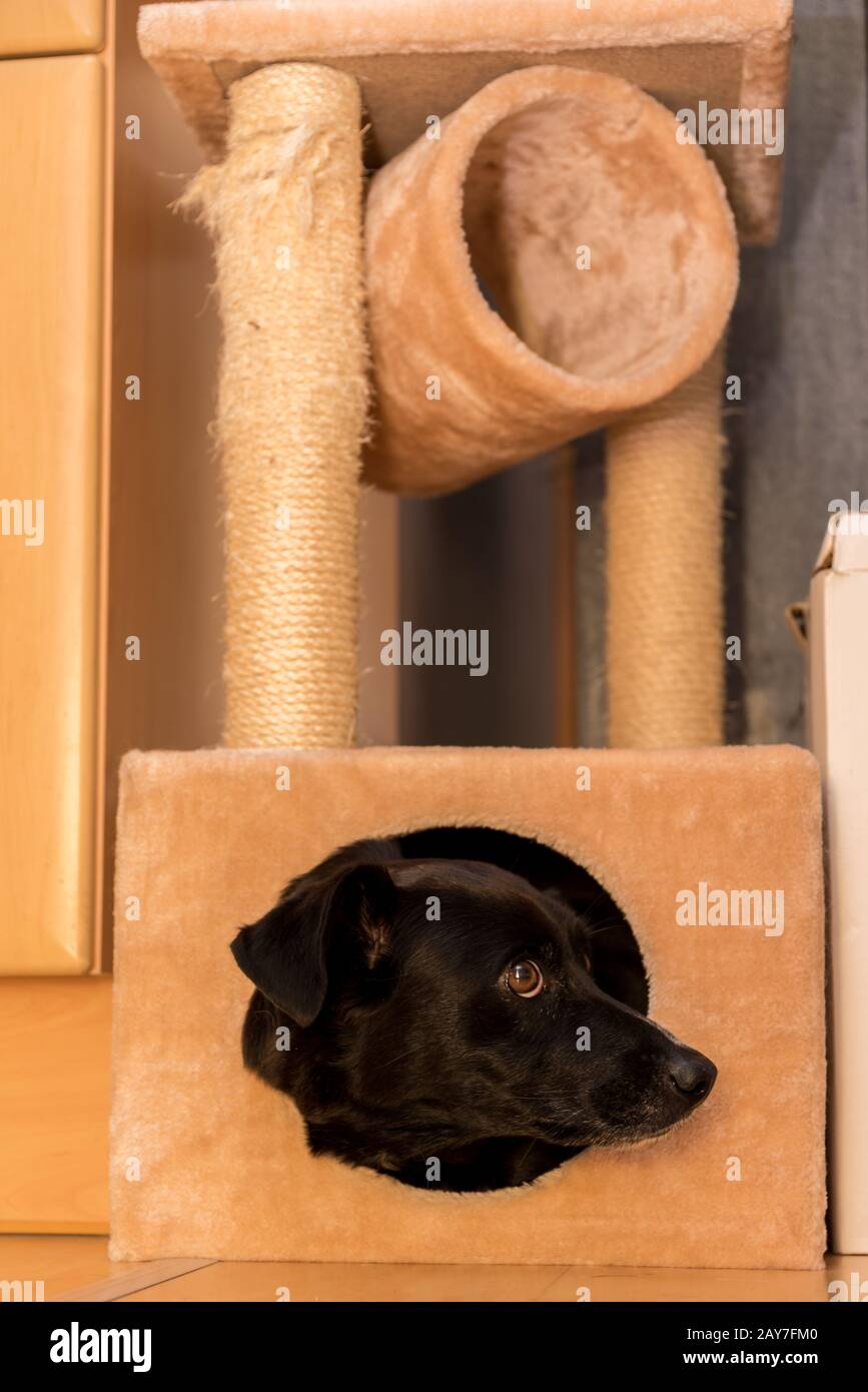 Il cane guarda fuori dal covo cuddly di un gatto che graffia l'alberino Foto Stock