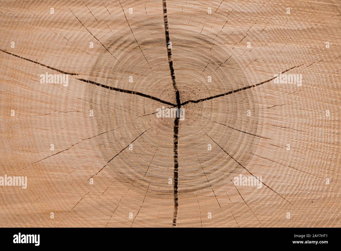 La sezione di un albero mostra gli anelli annuali - primo piano Foto Stock