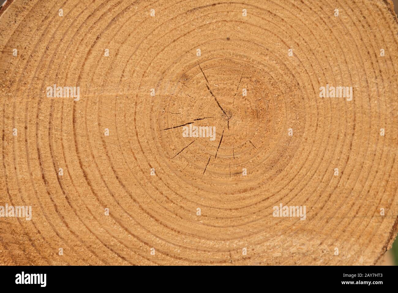 La superficie di taglio di un albero abbattuto mostra anelli annuali - primo piano Foto Stock