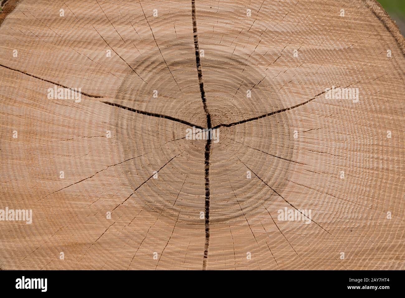 Sezione trasversale di un tronco di albero di legno duro mostra anelli annuali - primo piano Foto Stock