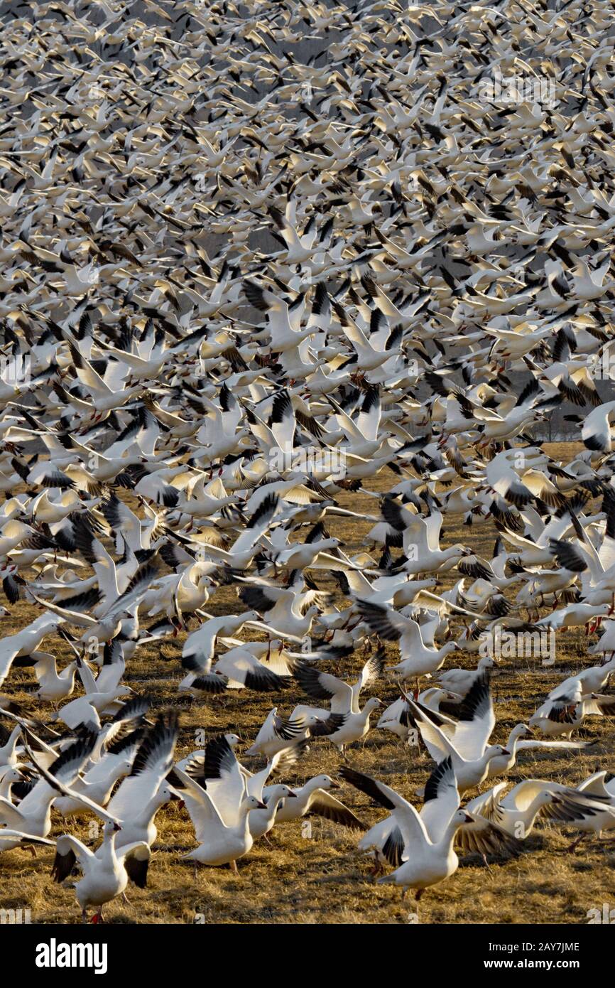 Snow Geese in volo durante la migrazione primaverile presso la Middle Creek Wildlife Management Area in Pennsylvania, Stati Uniti Foto Stock