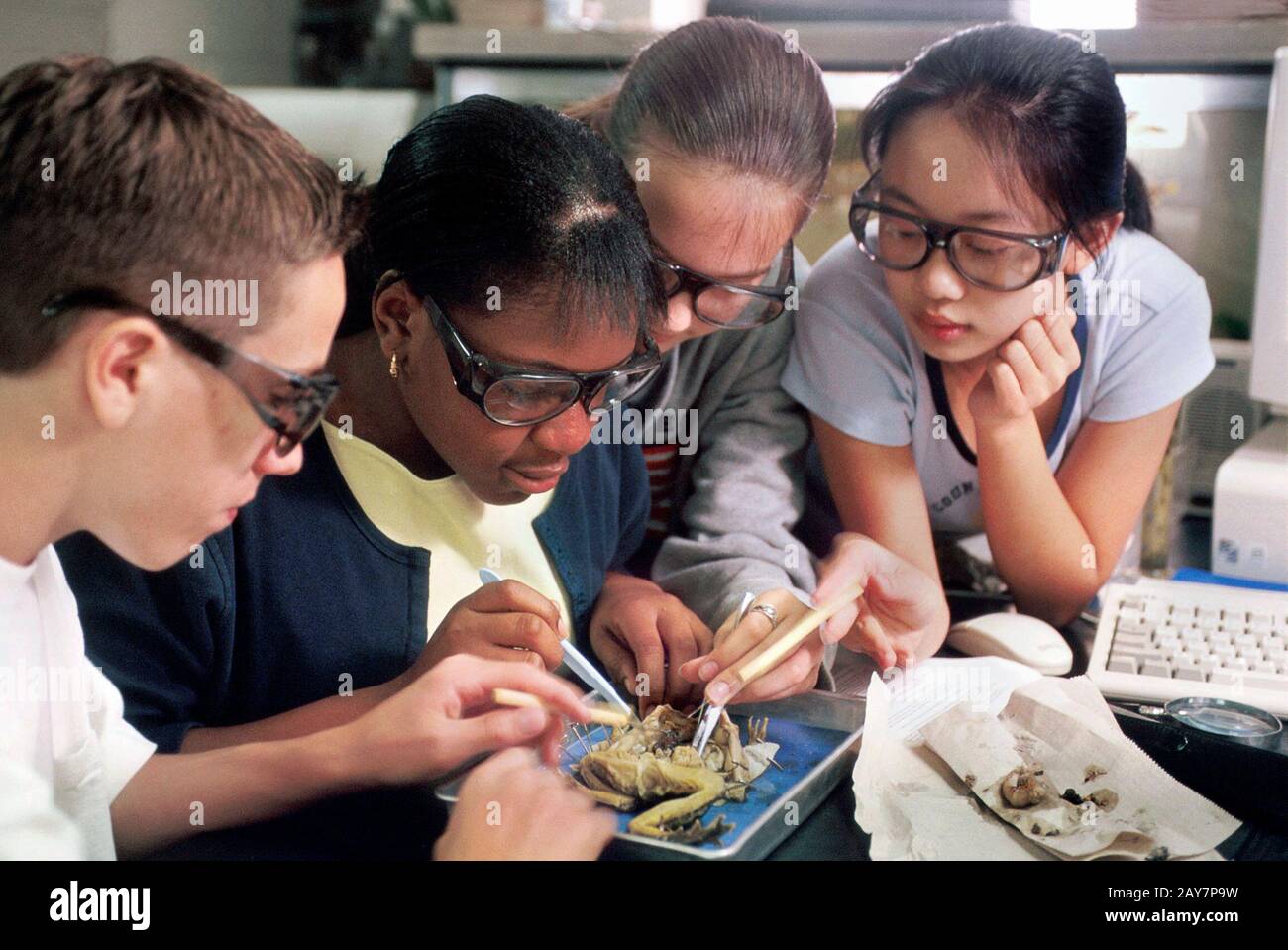 Austin, Texas: Gli studenti di biologia avanzata di grado 8th alla Kealing Junior High School partecipano alla dissezione della rana in classe. 2000 ©Bob Daemmrich / Foto Stock