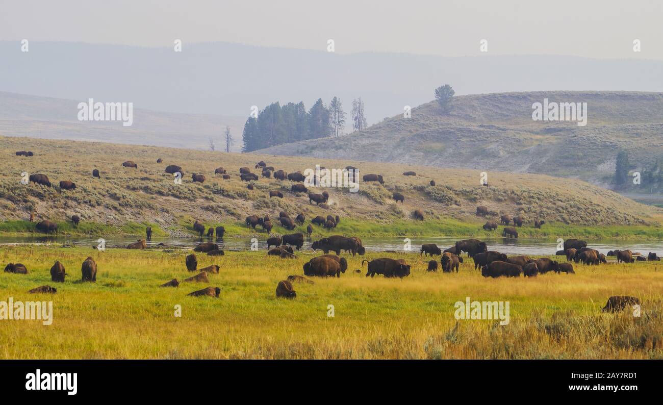 Bufalo bisonte americano nel parco nazionale di Yellowstone all'erba Foto Stock Bufalo bisonte americano nel parco nazionale di Yellowstone all'erba Foto Stock