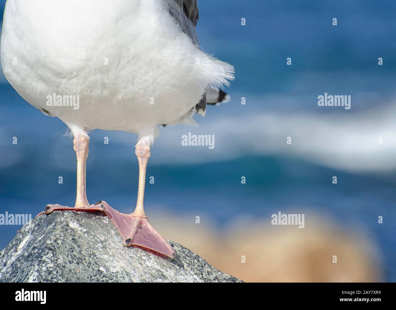 I piedi di un gabbiano occidentale (Larus occidentalis ), Monterey County, CA. Foto Stock