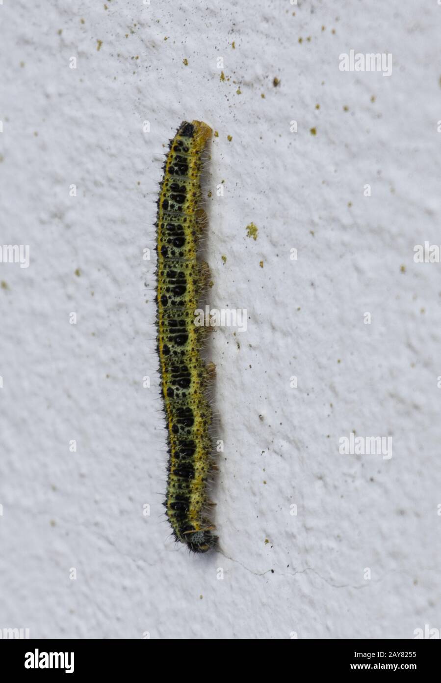 Caterpillar Big Cabage White, Island Corvo, Azoren, Portogallo Foto Stock