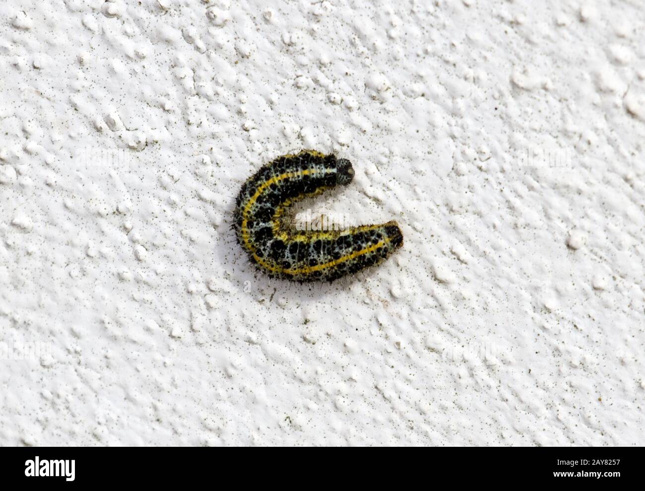 Caterpillar Big Cabage White, Island Corvo, Azoren, Portogallo Foto Stock