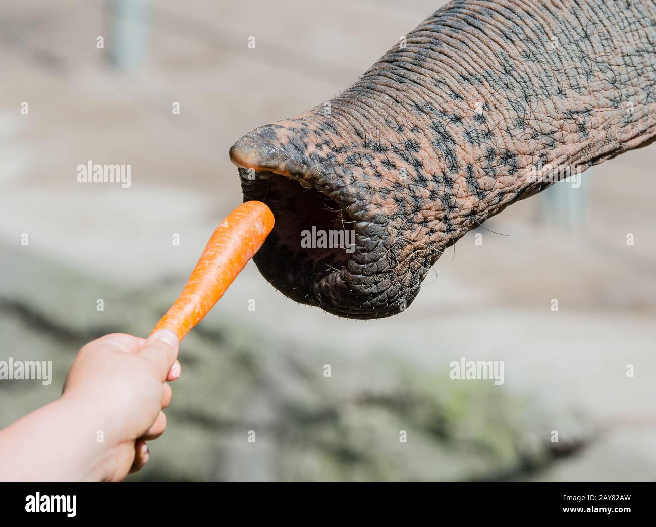 Elefante asiatico in primo piano Foto Stock