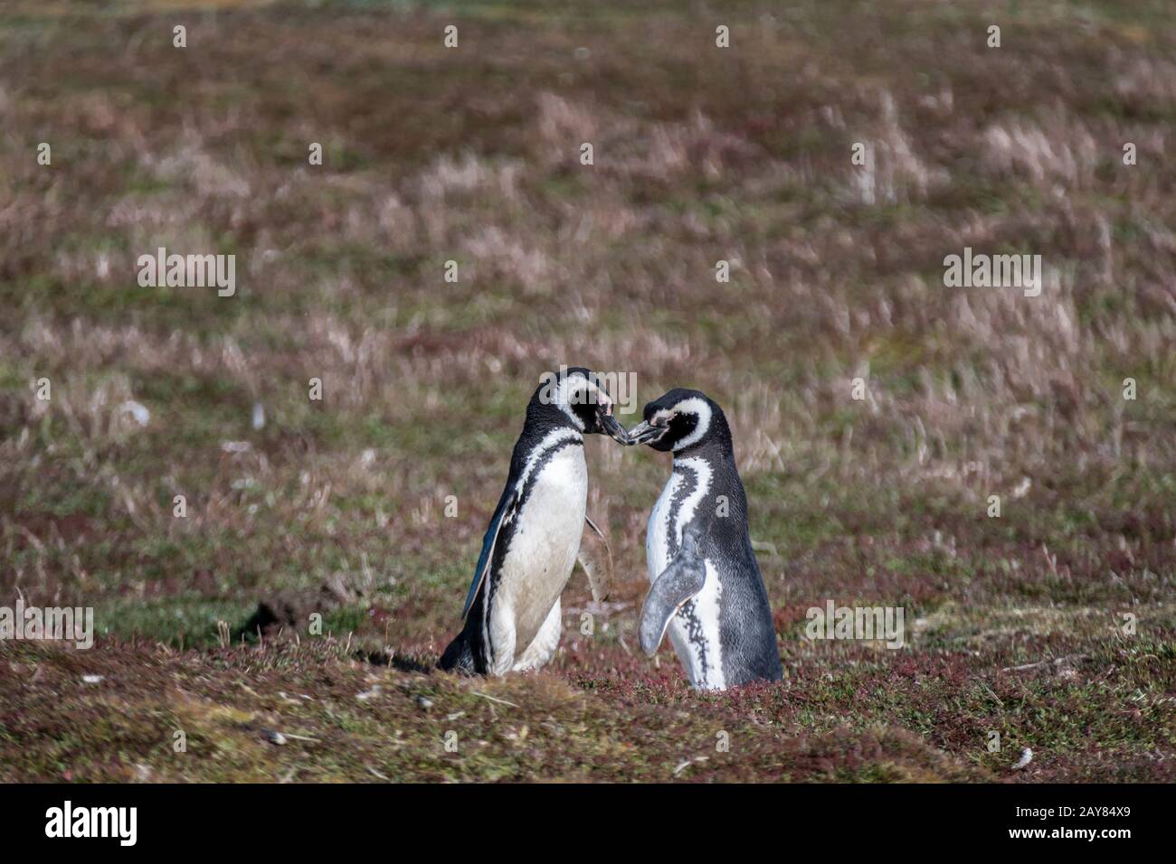 Coppia di cute adulto Magellanic Penguin, Spheniscus magellanicus, corting, Sea Lion Island, in Isole Falkland, British Overseas Territory Foto Stock
