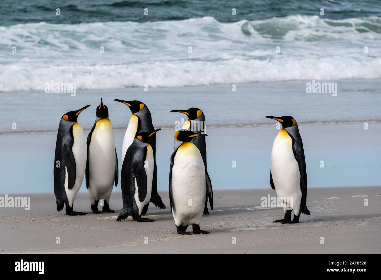 Gruppo di pinguini reali, Aptenodytes patagonicus, sulla spiaggia al collo, Saunders Island, Falkland Islands, British Overseas Territory Foto Stock