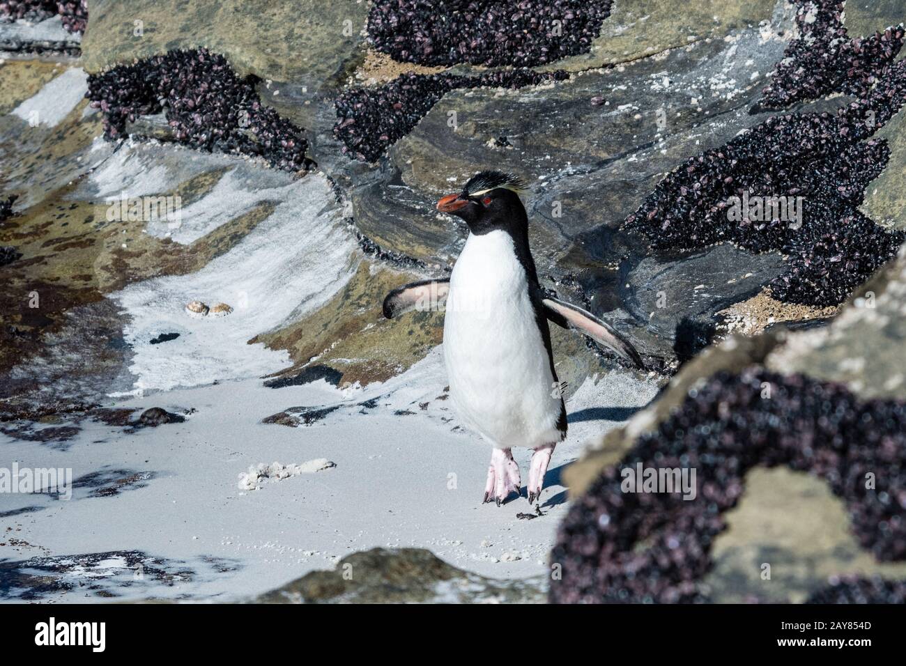 Pinguino del Rockhopper del sud, Eudyptes (crissocome) crissocome, saltando al collo dell'isola di Saunders, Isole Falkland, Oceano Atlantico del sud Foto Stock