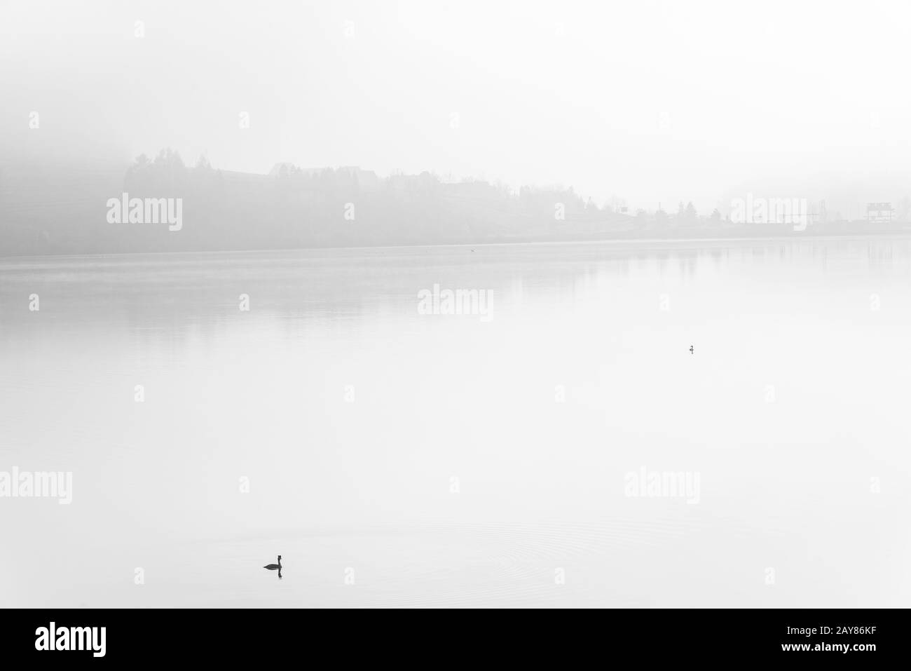 Anatra solitaria sul lago tranquillo in nebbia, belle arti BW Foto Stock