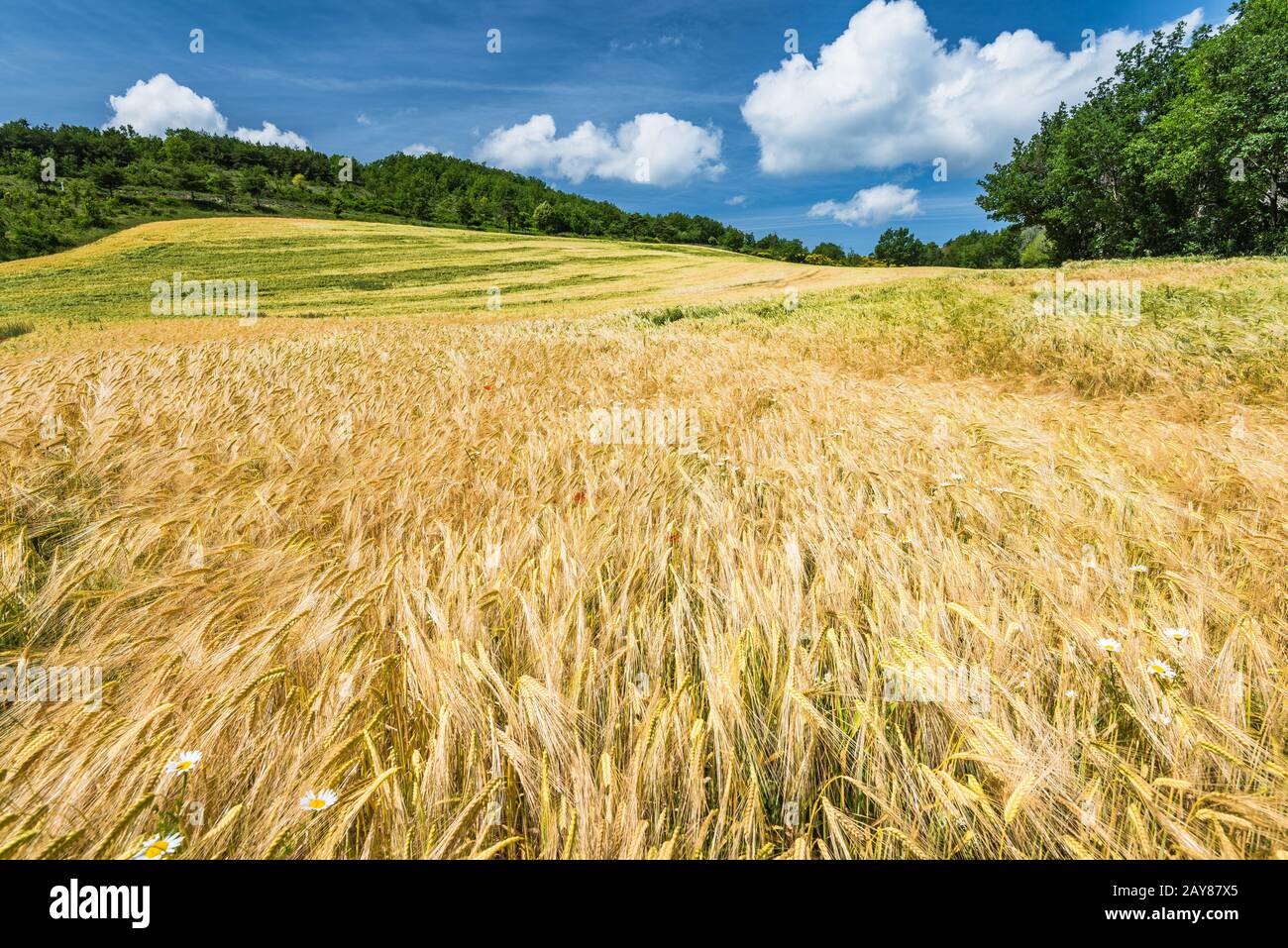 Pigra giornata estiva ai campi di grano Foto Stock