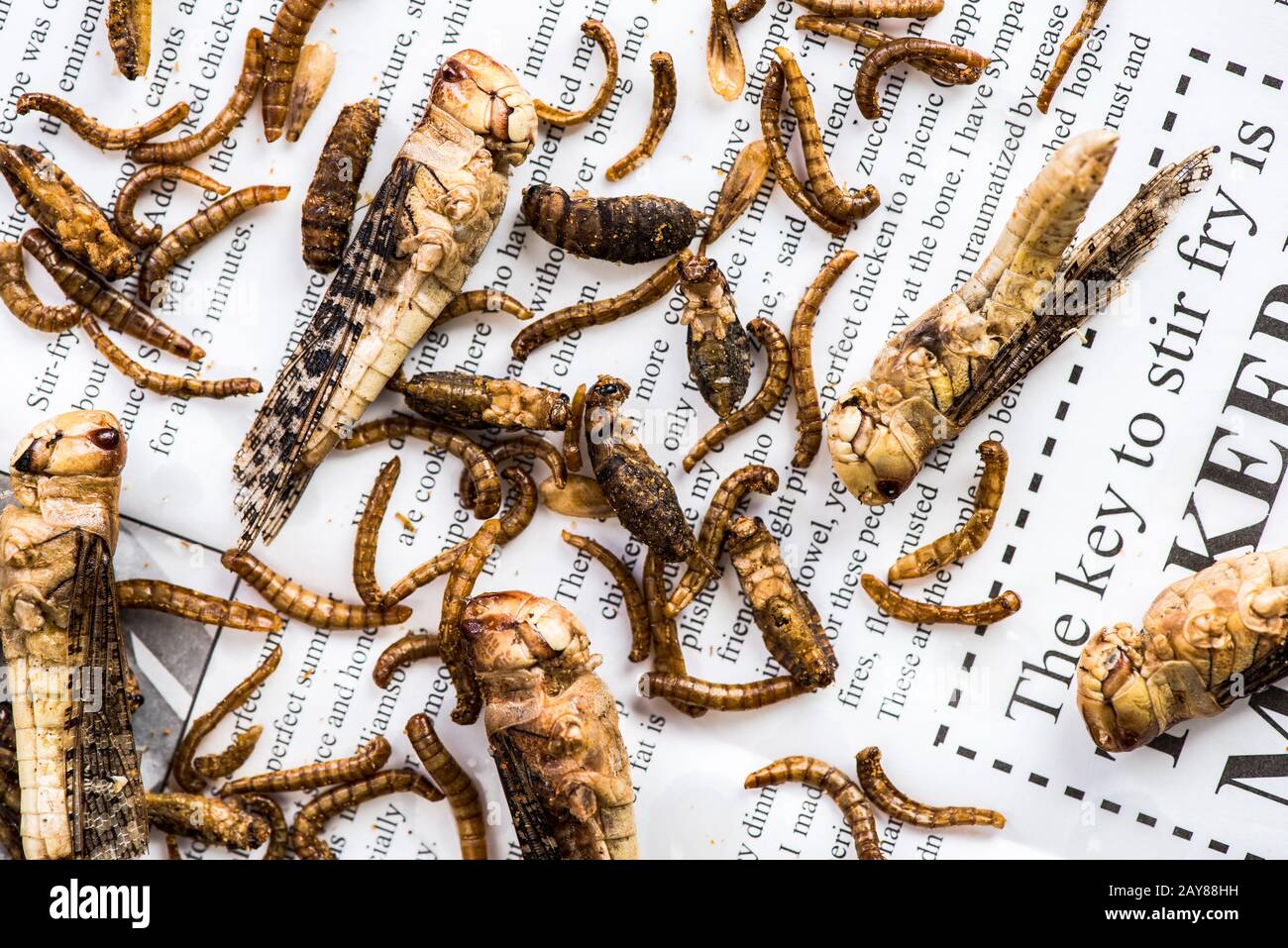 Vermi commestibili fritti, proteine alternative fonte di cibo Foto Stock