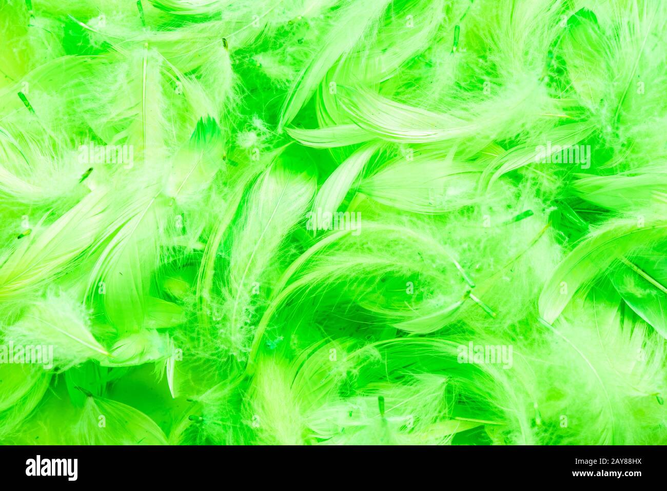 Verde uccello piume sfondo full frame Foto Stock