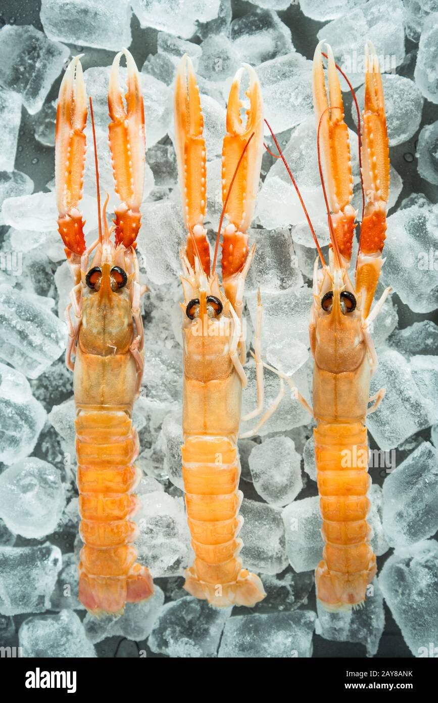 Langoustine fresca su ghiaccio Foto Stock