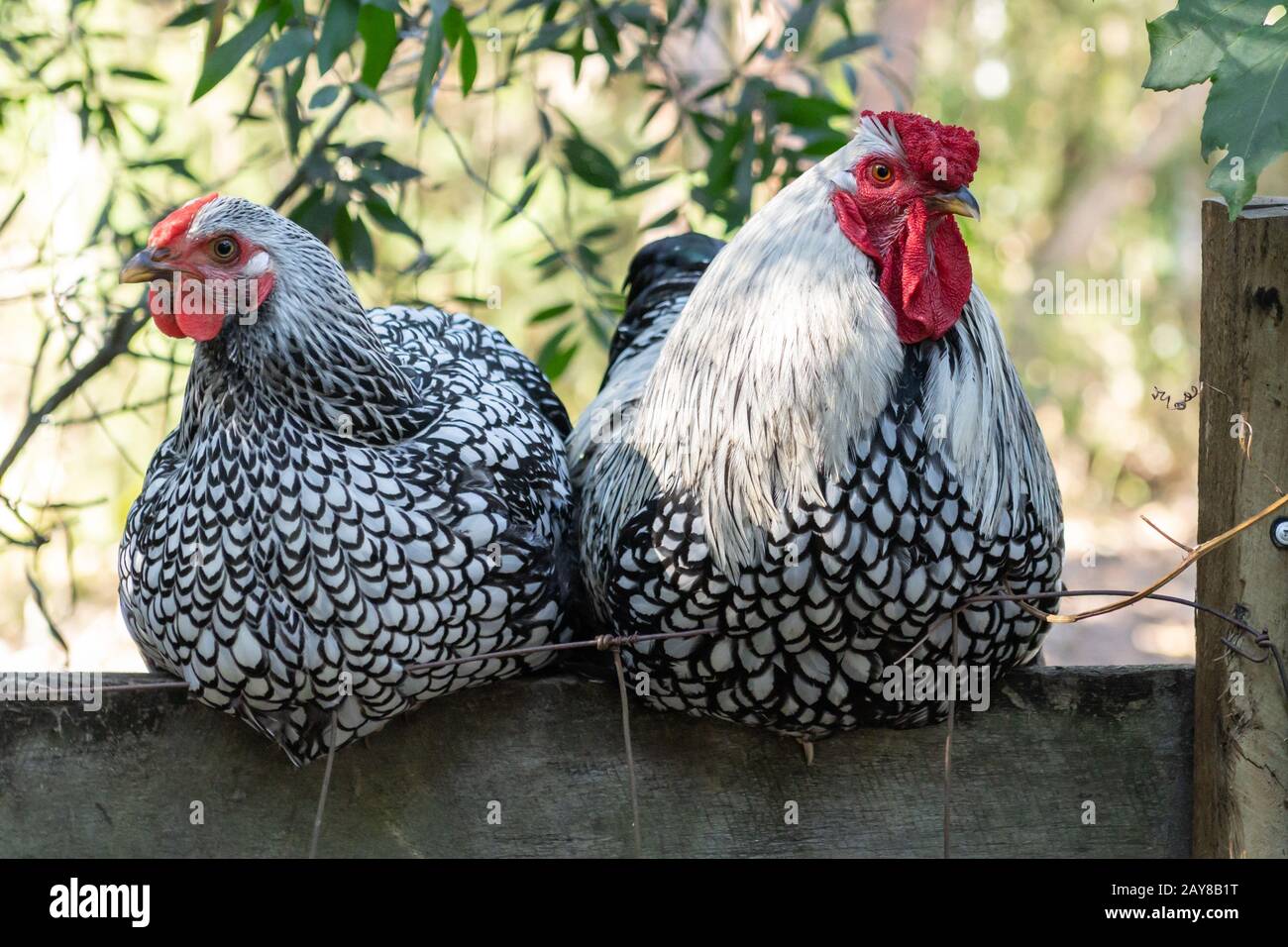 Seduto sulla Fence. Due polli seduti su una recinzione in legno Foto Stock