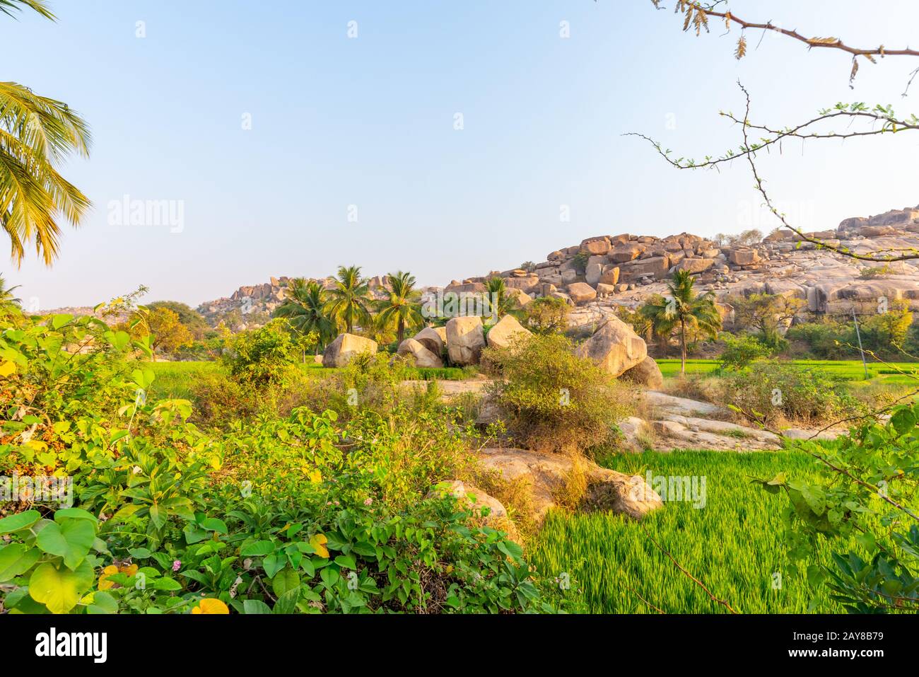 Campi di riso vicino all'antica città di Hampi, preso all'alba senza persone, India Foto Stock