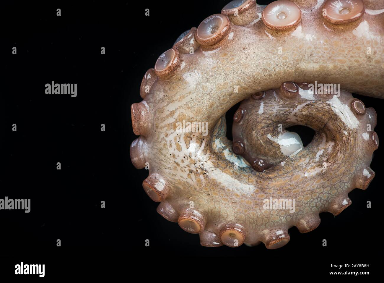 Vista di dettaglio dei tentacoli di polipo Foto Stock