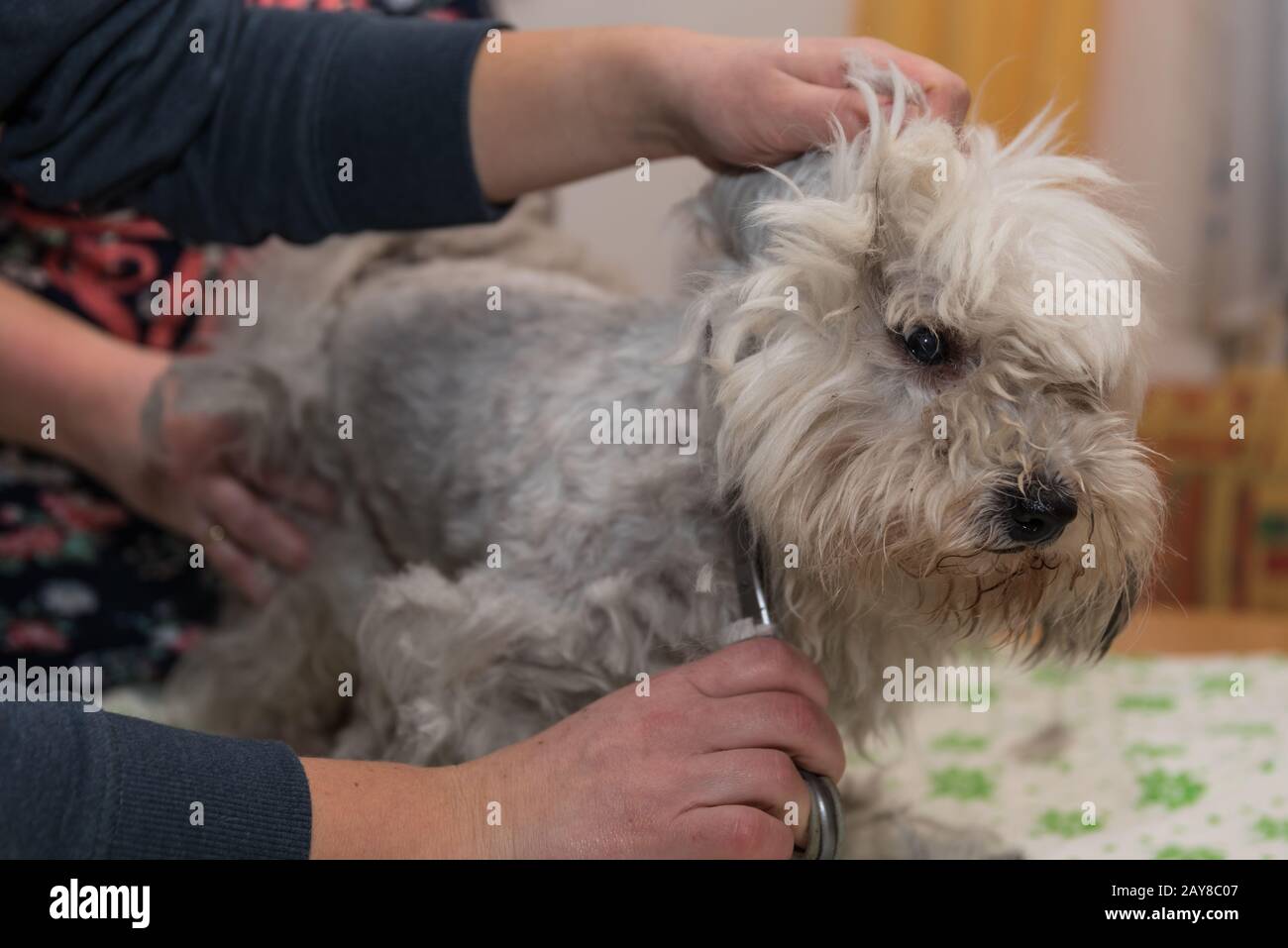 piccolo cane al parrucchiere cane - cura del cappotto nel salone del cane Foto Stock