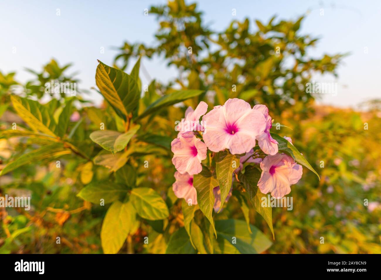 Rosa fiore selvaggio vicino all'antica città di Hampi, preso all'alba senza persone, India Foto Stock