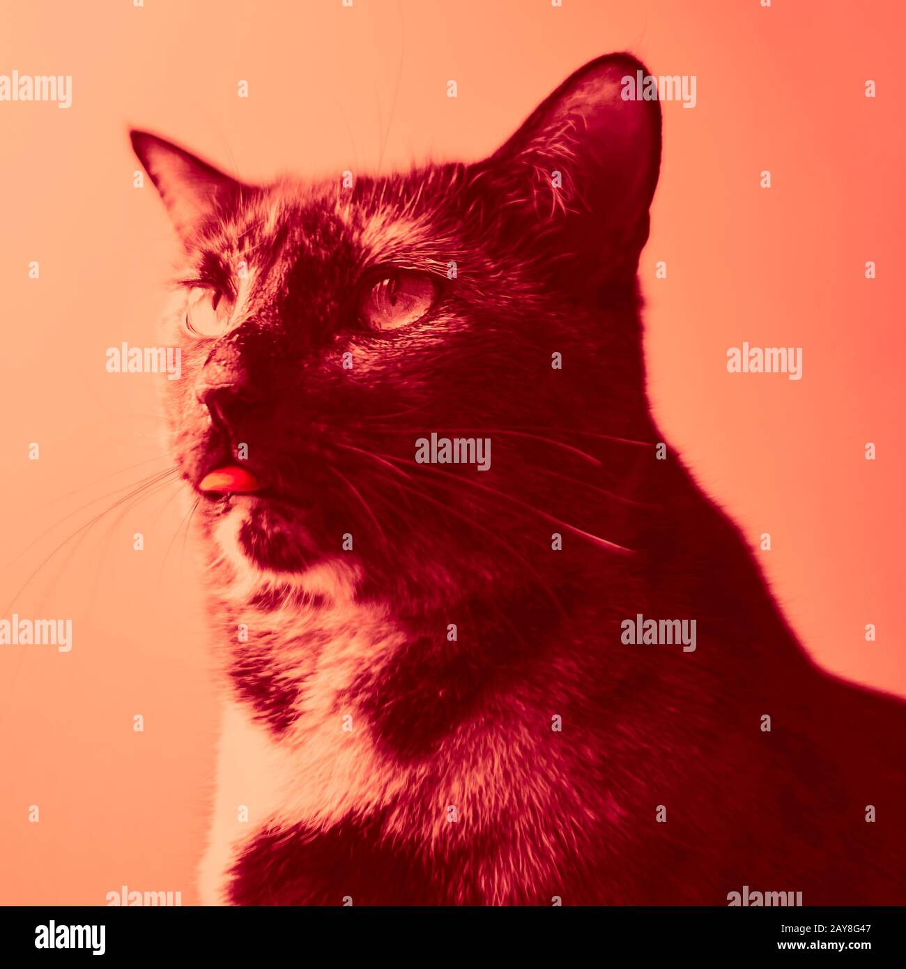 Ritratto isolato color arancio di un gatto tortoiseshell con un'espressione sul suo volto Foto Stock