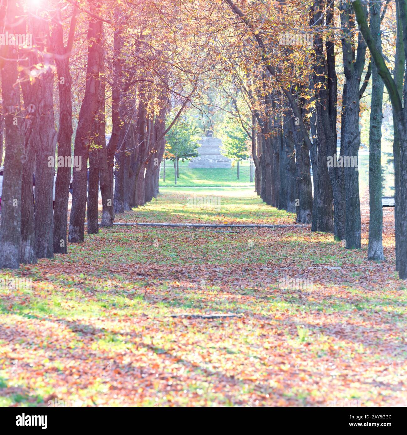 Vicolo centrale nel parco autunnale Foto Stock