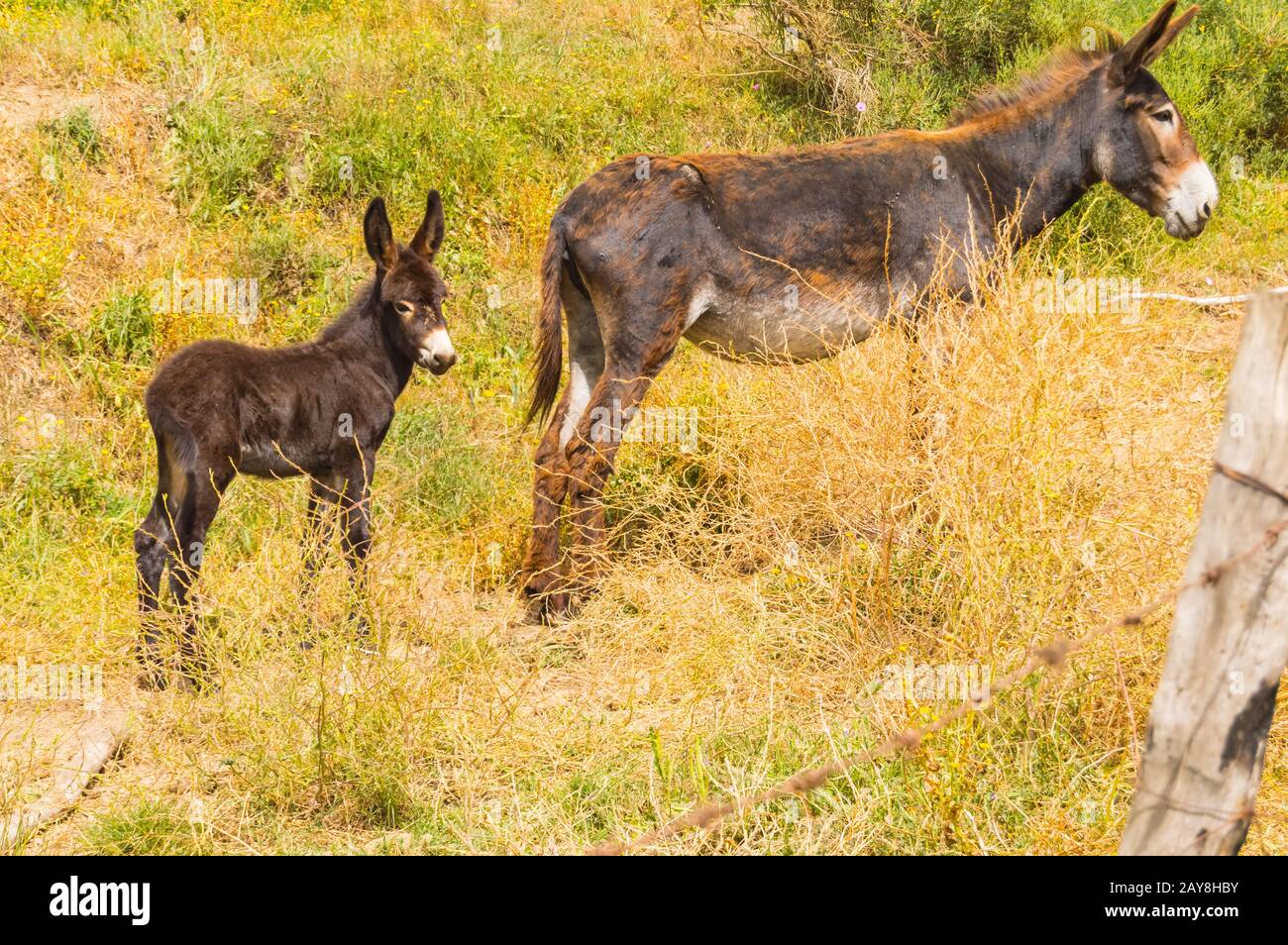 Un asino e il suo asino in un prato in montagna Foto Stock