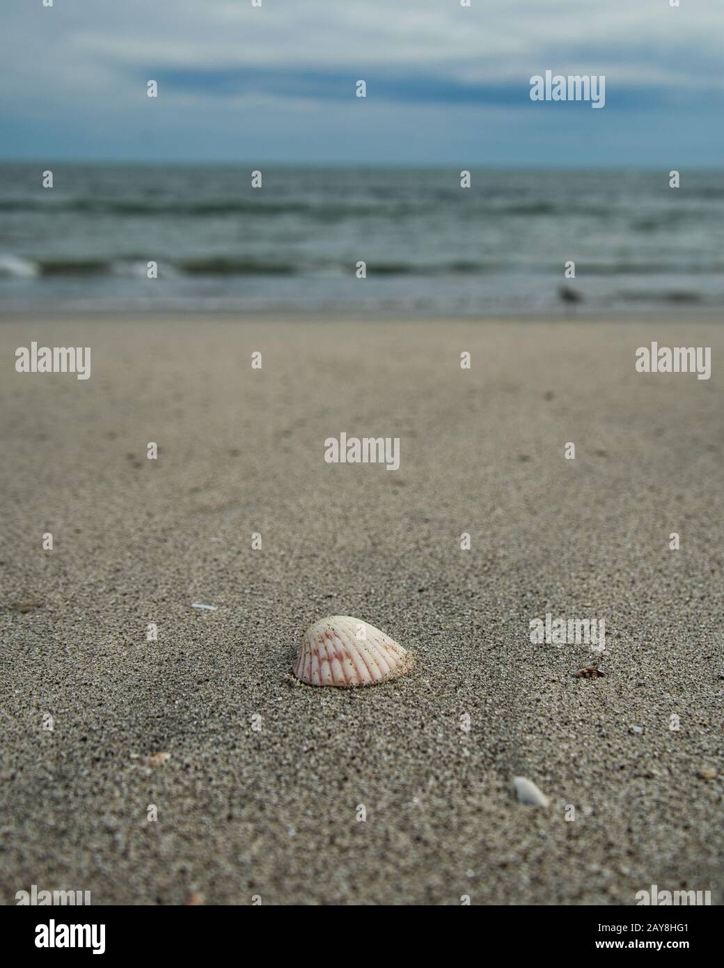 Focus su una conchiglia in spiaggia con orizzonte e oceano sullo sfondo Foto Stock