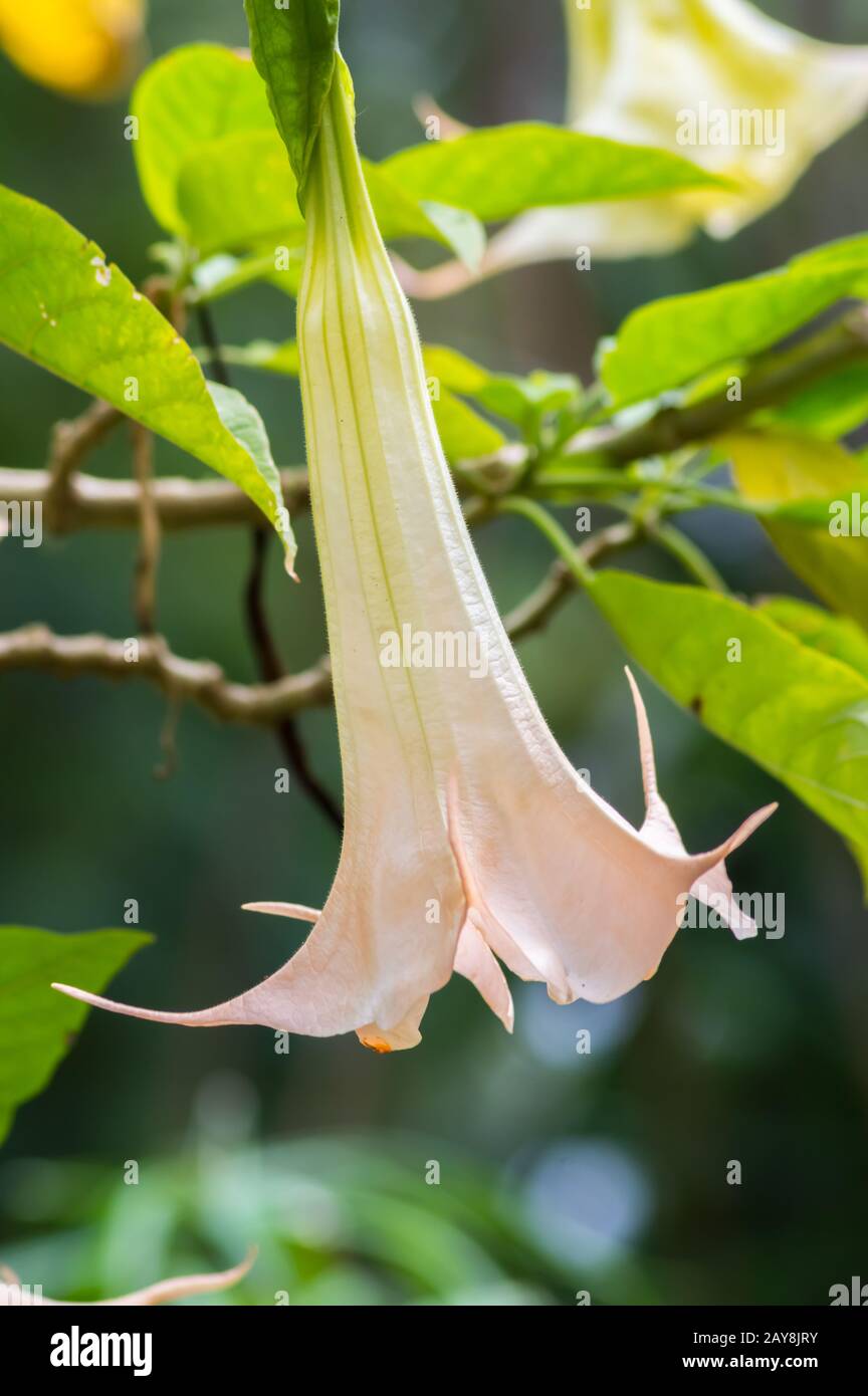 Primo piano di un fiore di brugmansia nei giardini Foto Stock