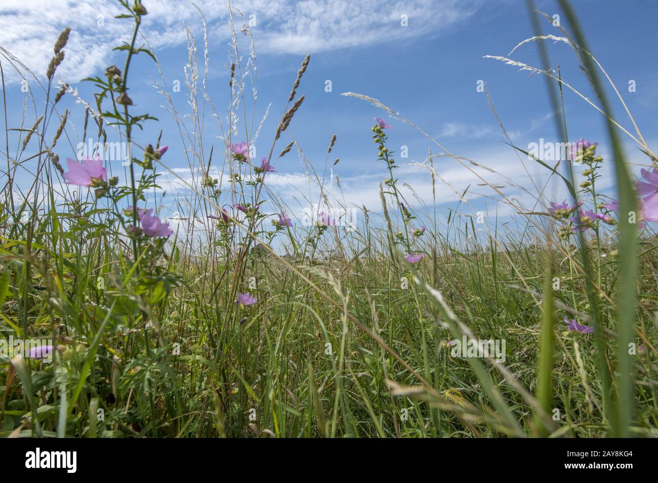 A base di erbe estivo prato con erba, fiori e cielo blu Foto Stock