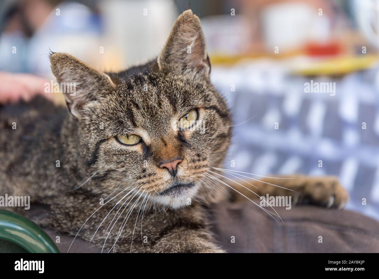 Ritratto grigio casa gatto - frizioni su stretto Foto Stock