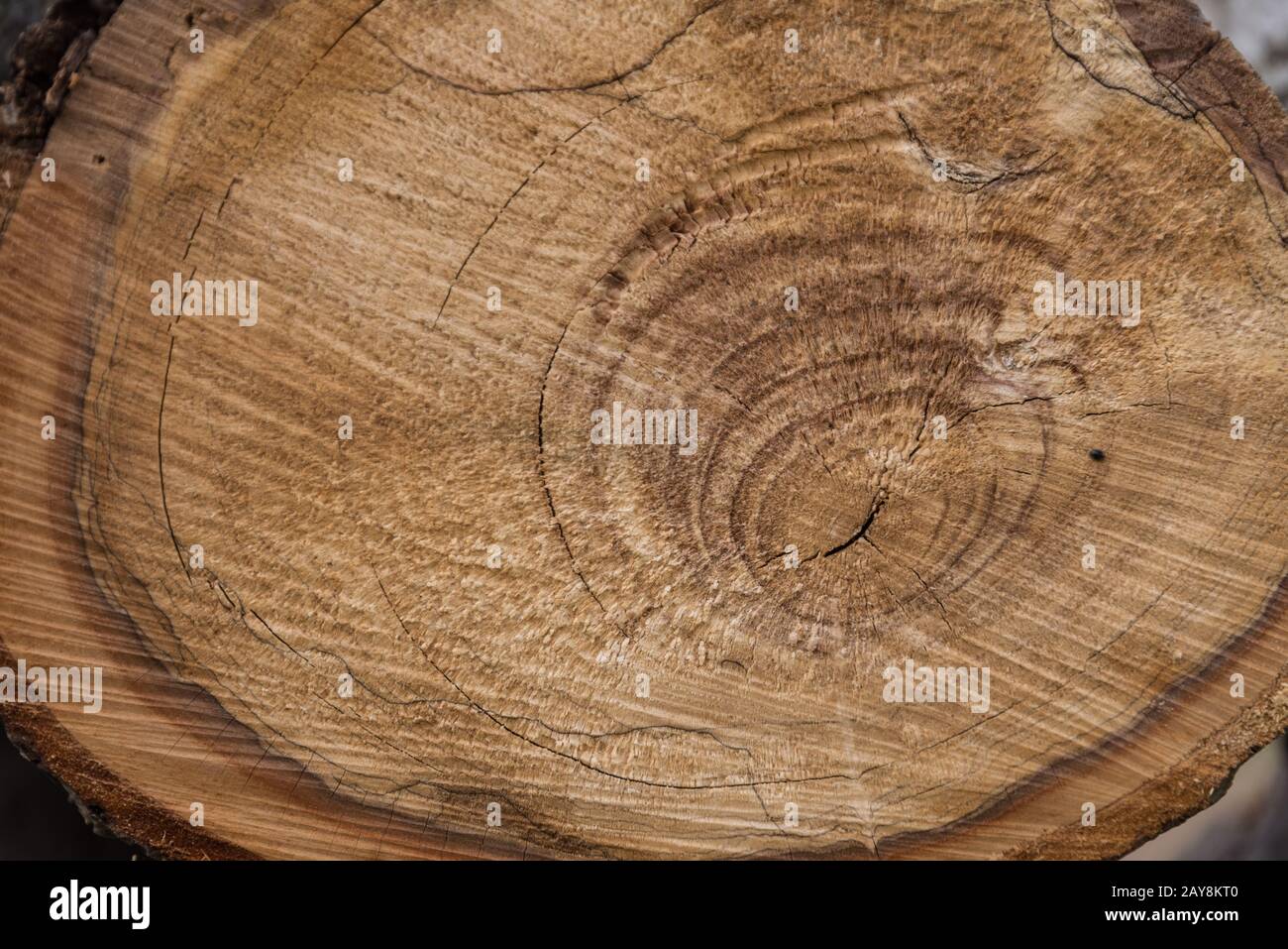 anelli annuali sulla superficie tagliata di un albero di frutta in legno duro Foto Stock