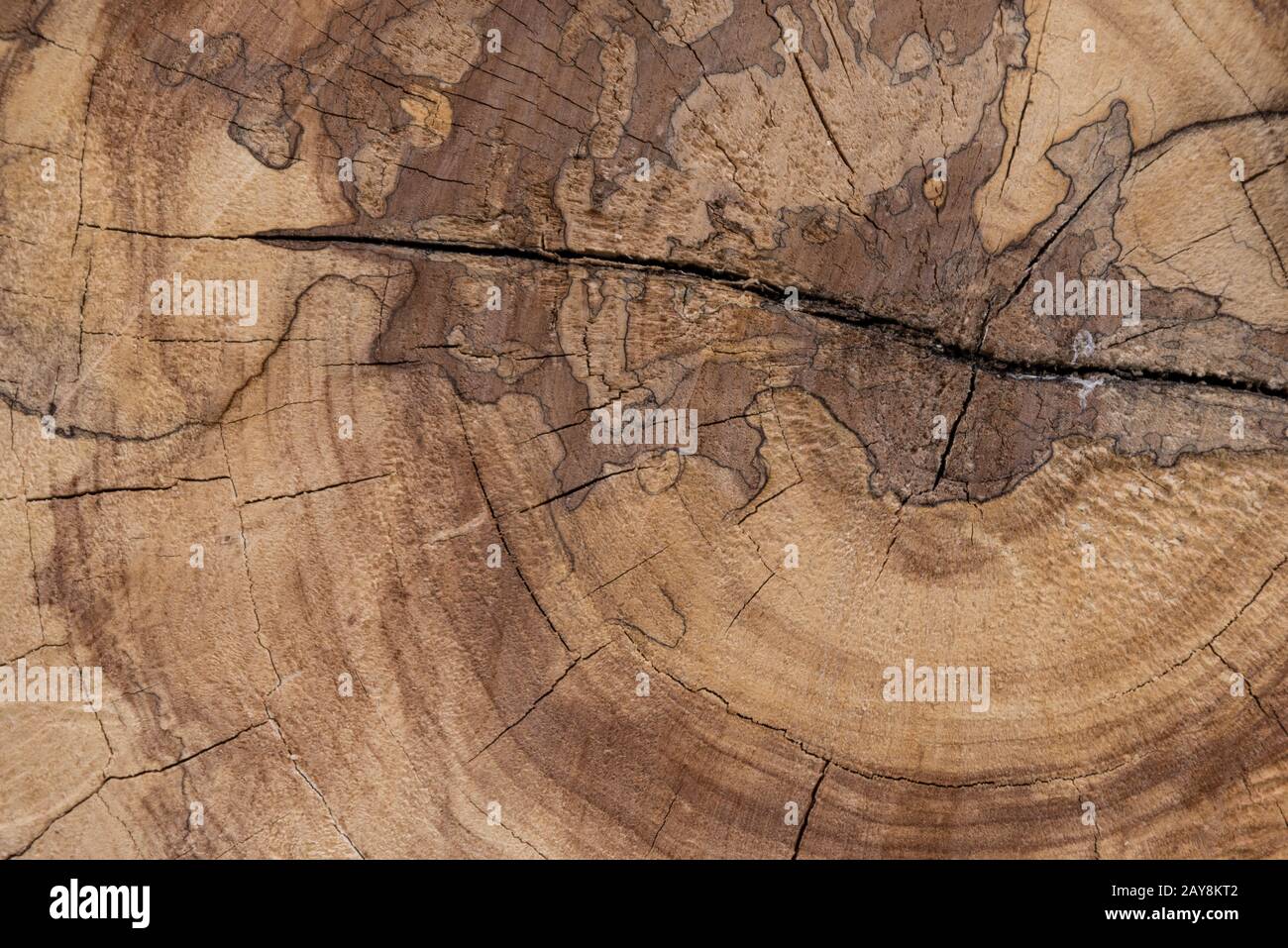 Taglia la superficie e la struttura di un albero - legno duro e sfondo Foto Stock