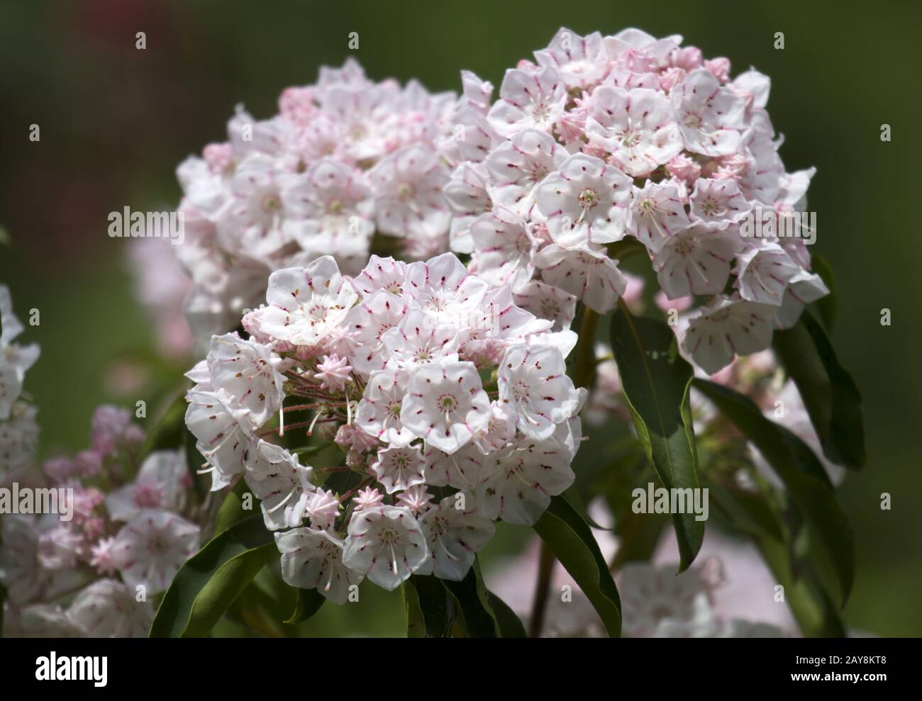 Batumi, Giardino Botanico, Laurel Rose, Georgia Foto Stock