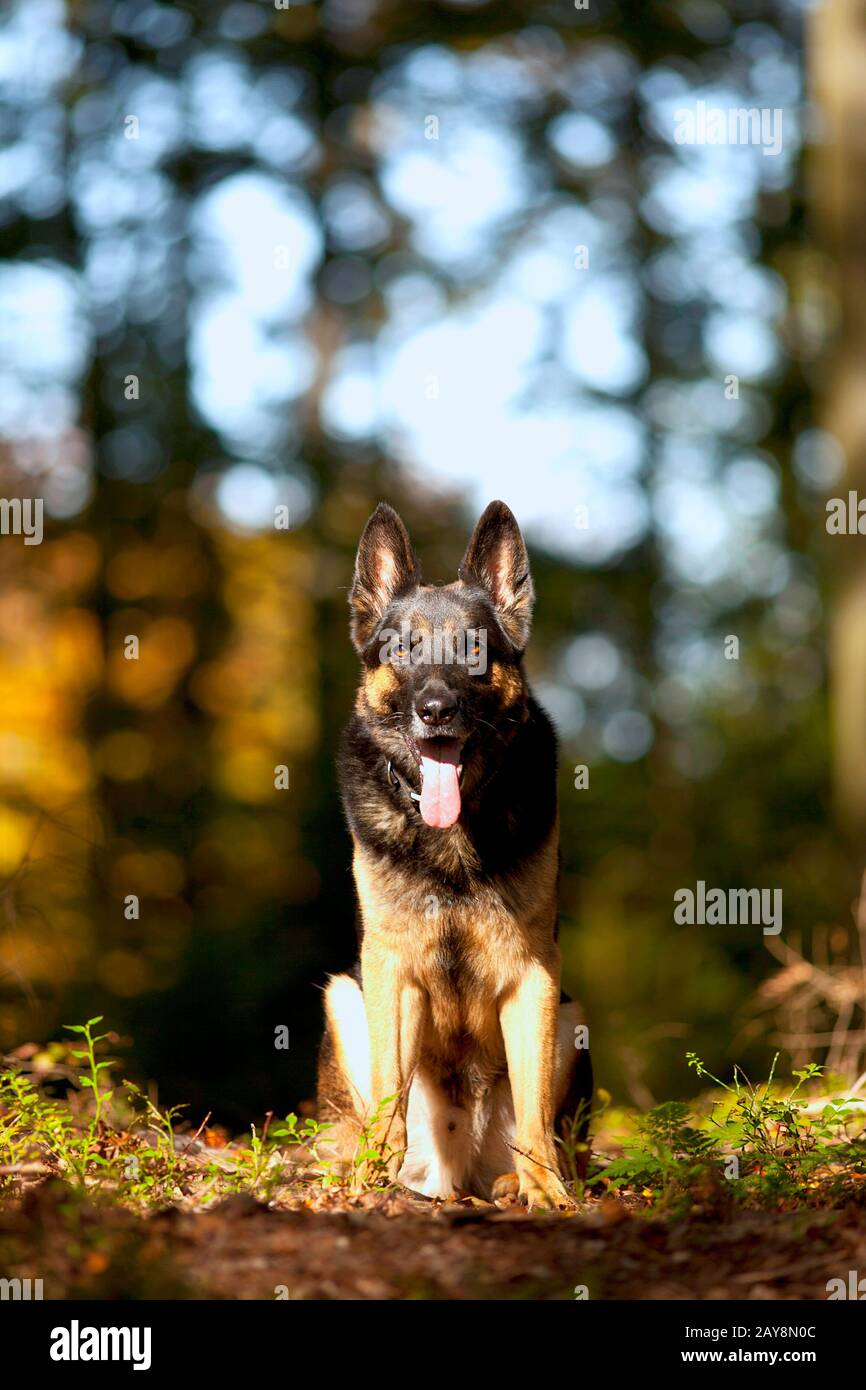 Attento shepard tedesco cane ritratto con autunno sfondo colorato Foto Stock