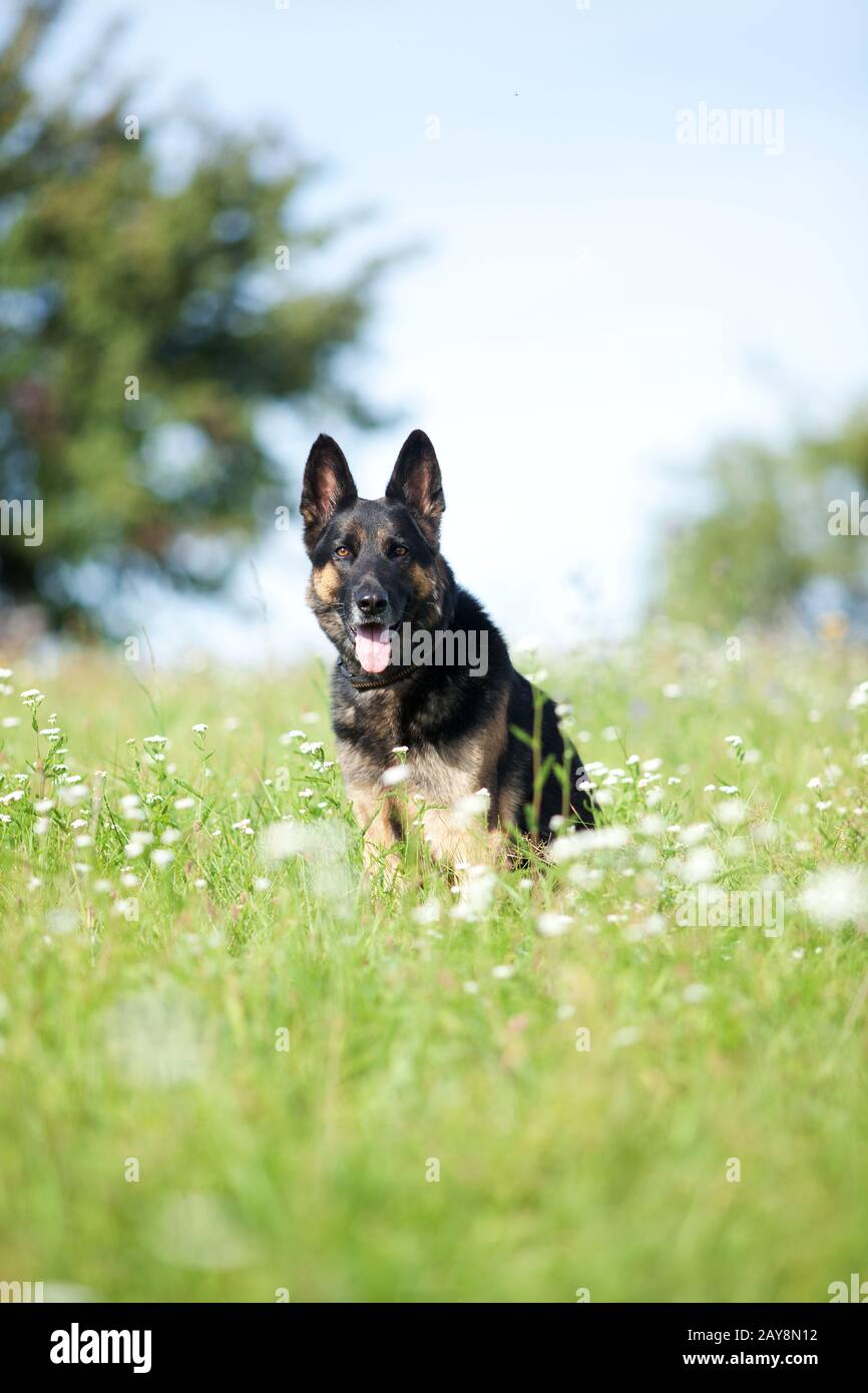 Bella cane nero tedesco shepard in estate con campo di fiori Foto Stock