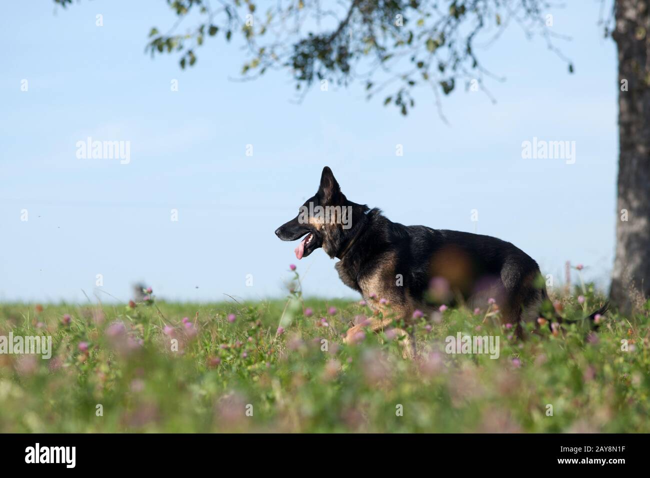 Bella cane nero tedesco shepard in estate con campo di fiori Foto Stock