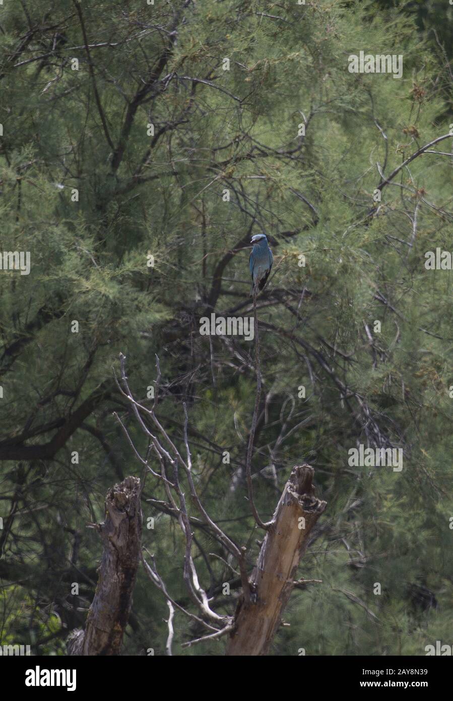 Chachuna Managed Nature Reserve, European Roller, Iori-River, Georgia Foto Stock