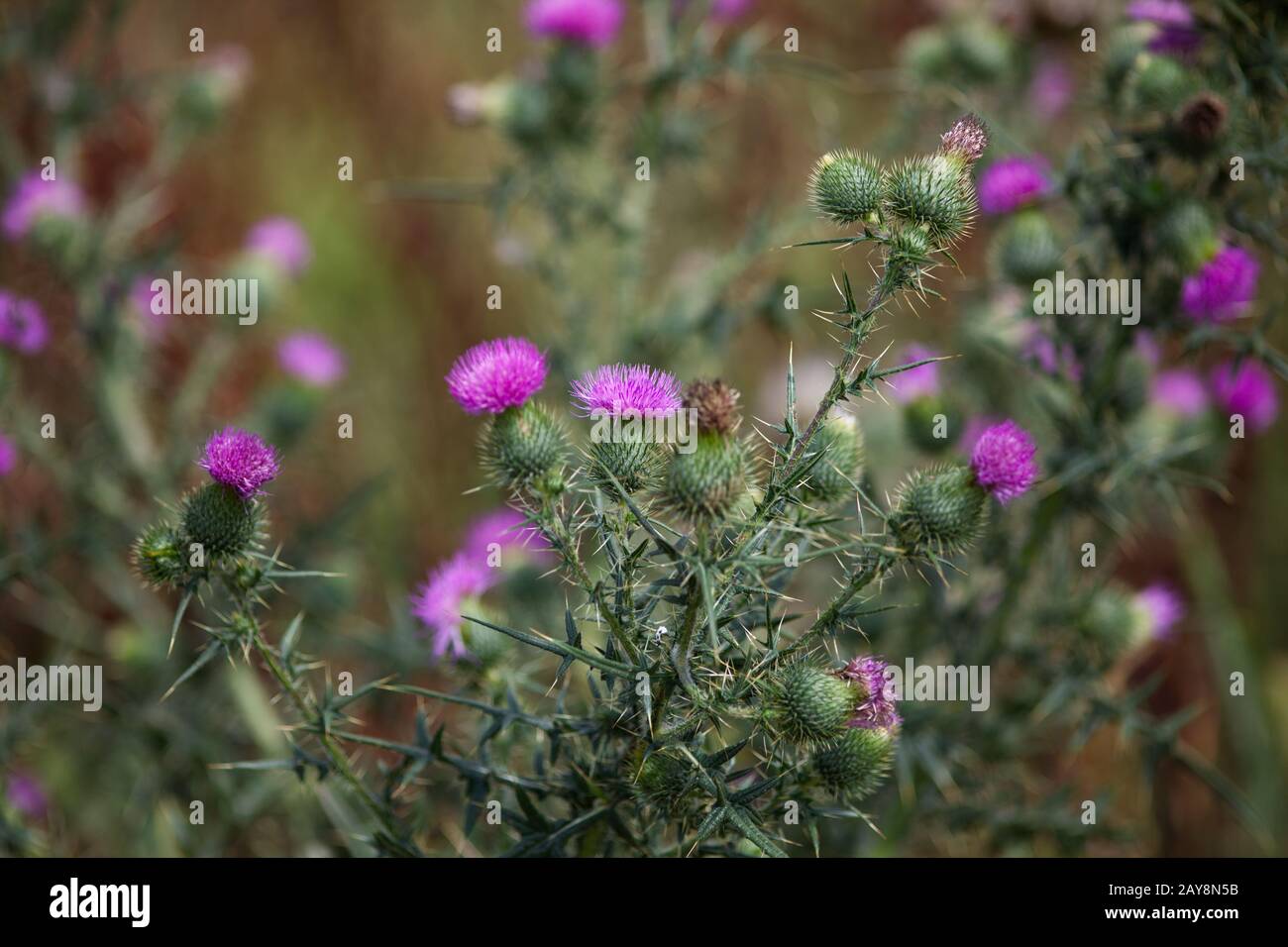 Colistola di lana, pianta di eriophorum di Cirsium Foto Stock