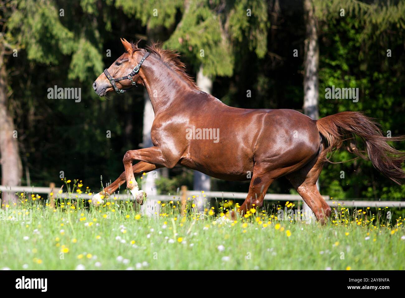 Cavallo galoppo libera al di fuori sul prato Foto Stock