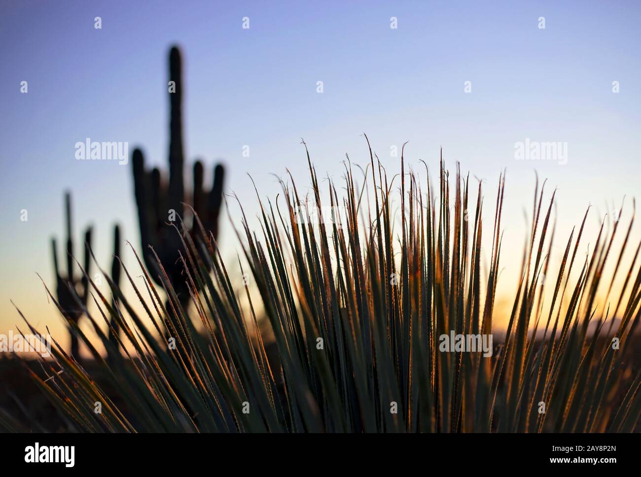 Cactus Palm nel deserto dell'Arizona. Foto Stock