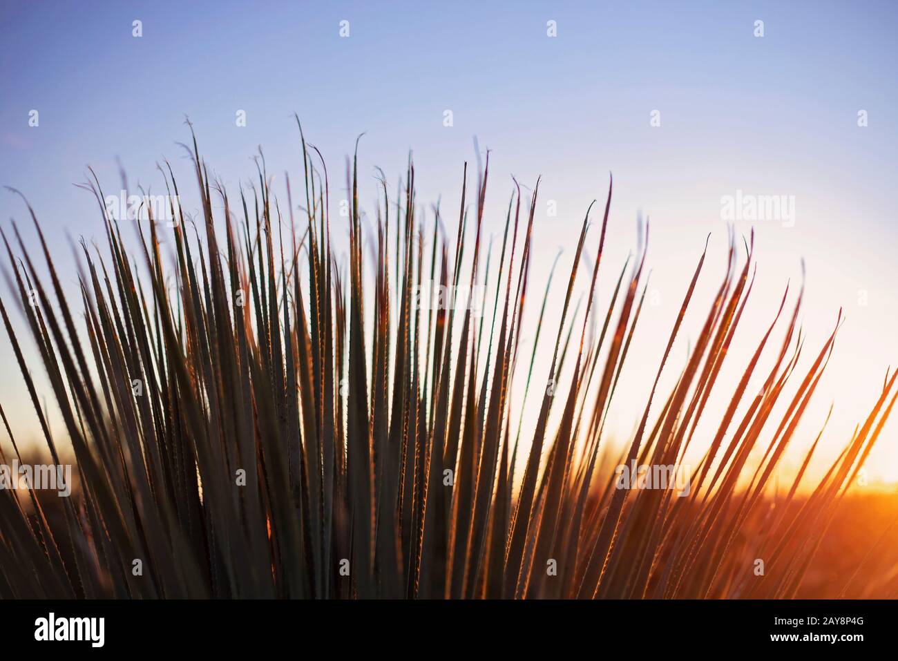 Cactus Palm nel deserto dell'Arizona. Foto Stock