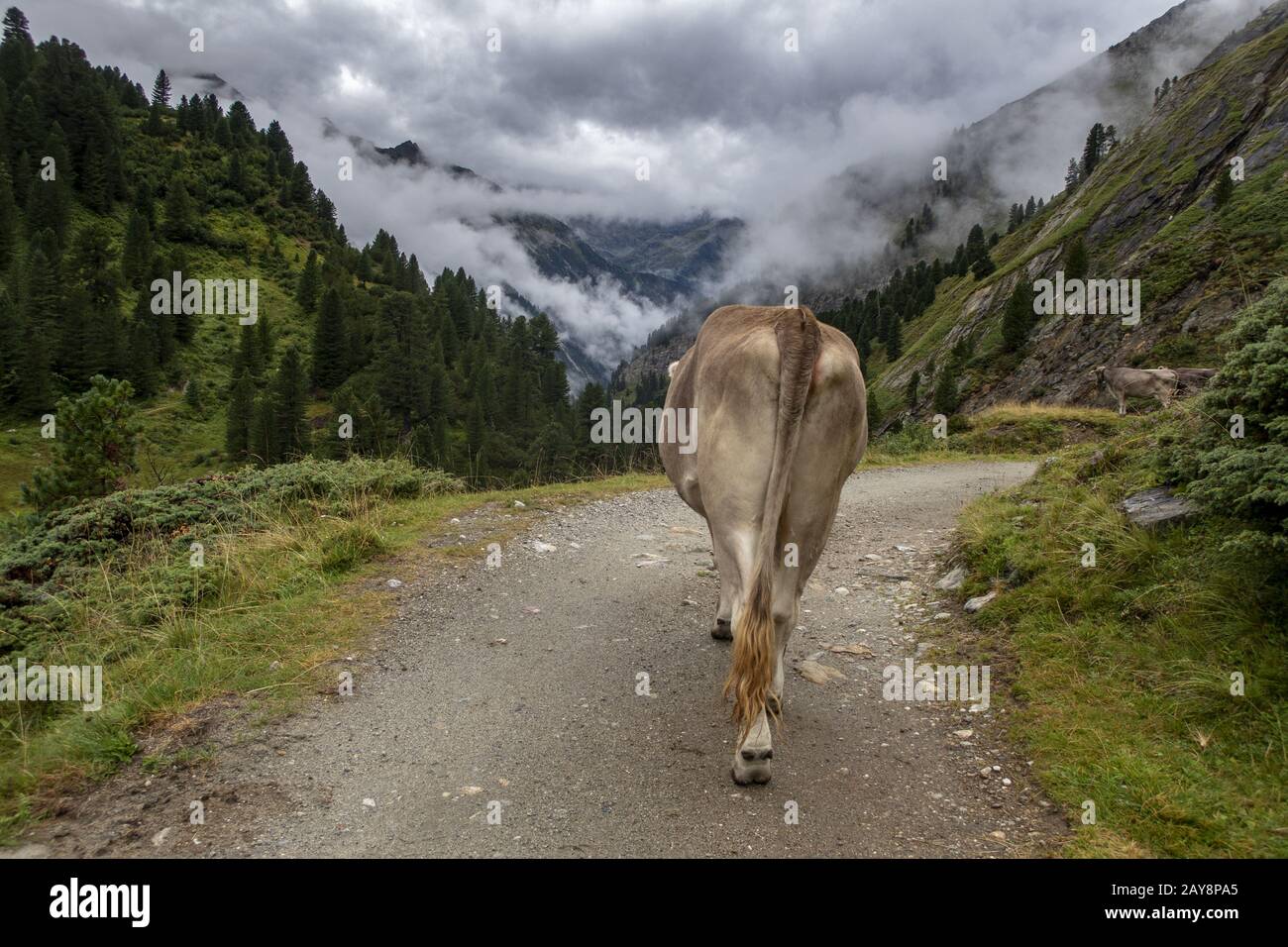 Mucca da dietro nelle Alpi Foto Stock