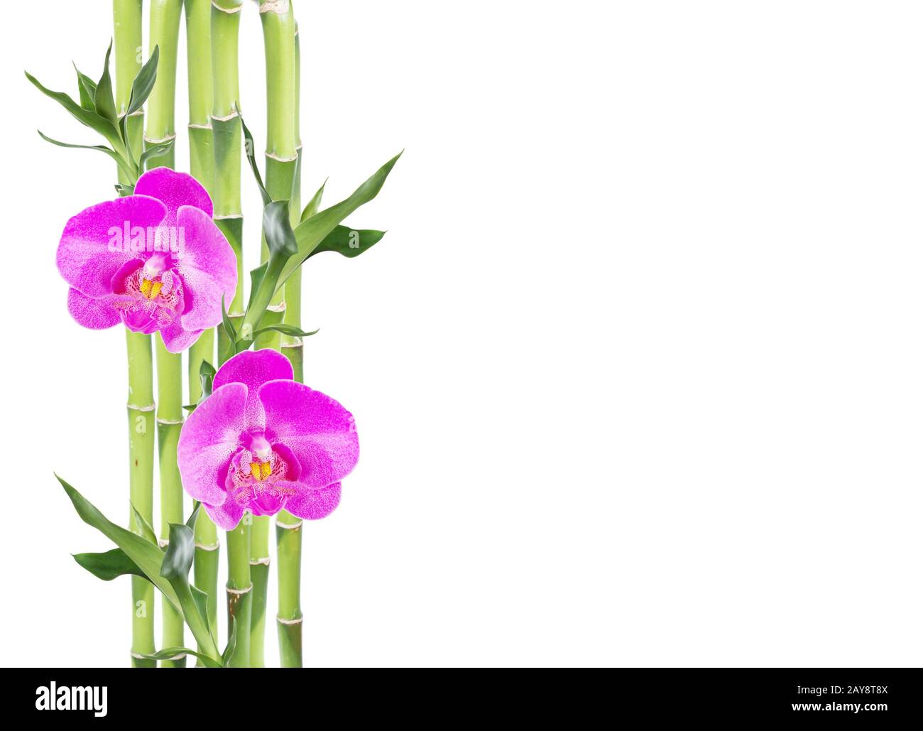 Bambù fortunato e due fiori di orchidee su sfondo bianco Foto Stock