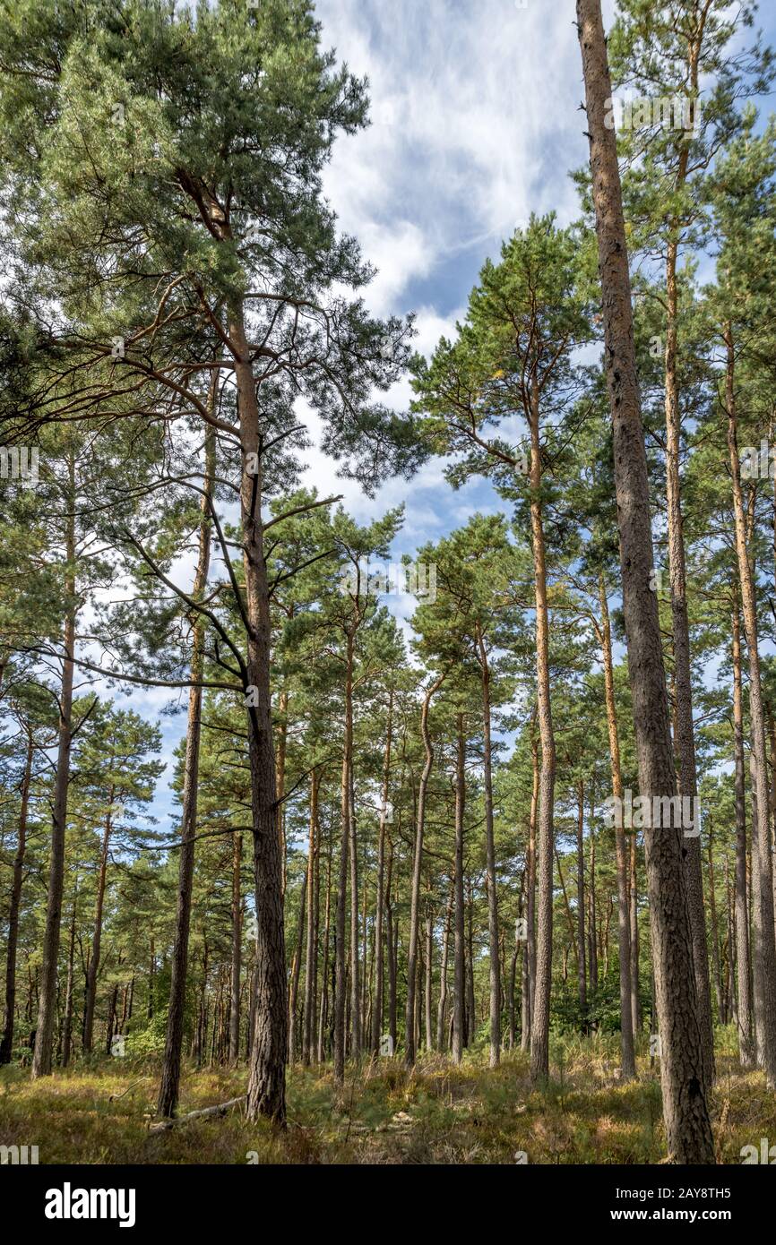 Boscoso pendio di montagna con pini, felci e aree sfocate Foto Stock