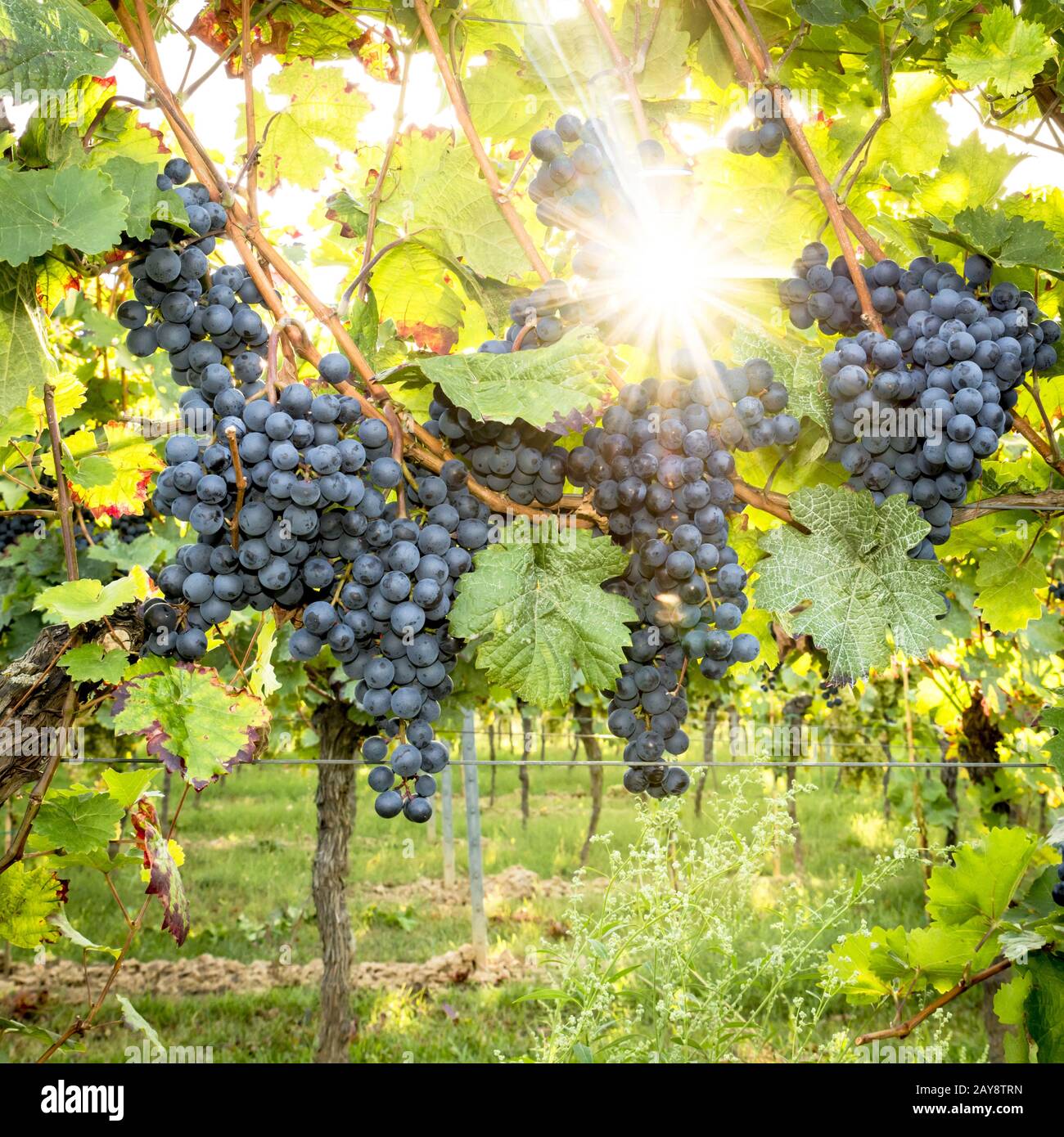 Mature uve blu appendere nella retroilluminazione diretta del sole sulla boccola Foto Stock