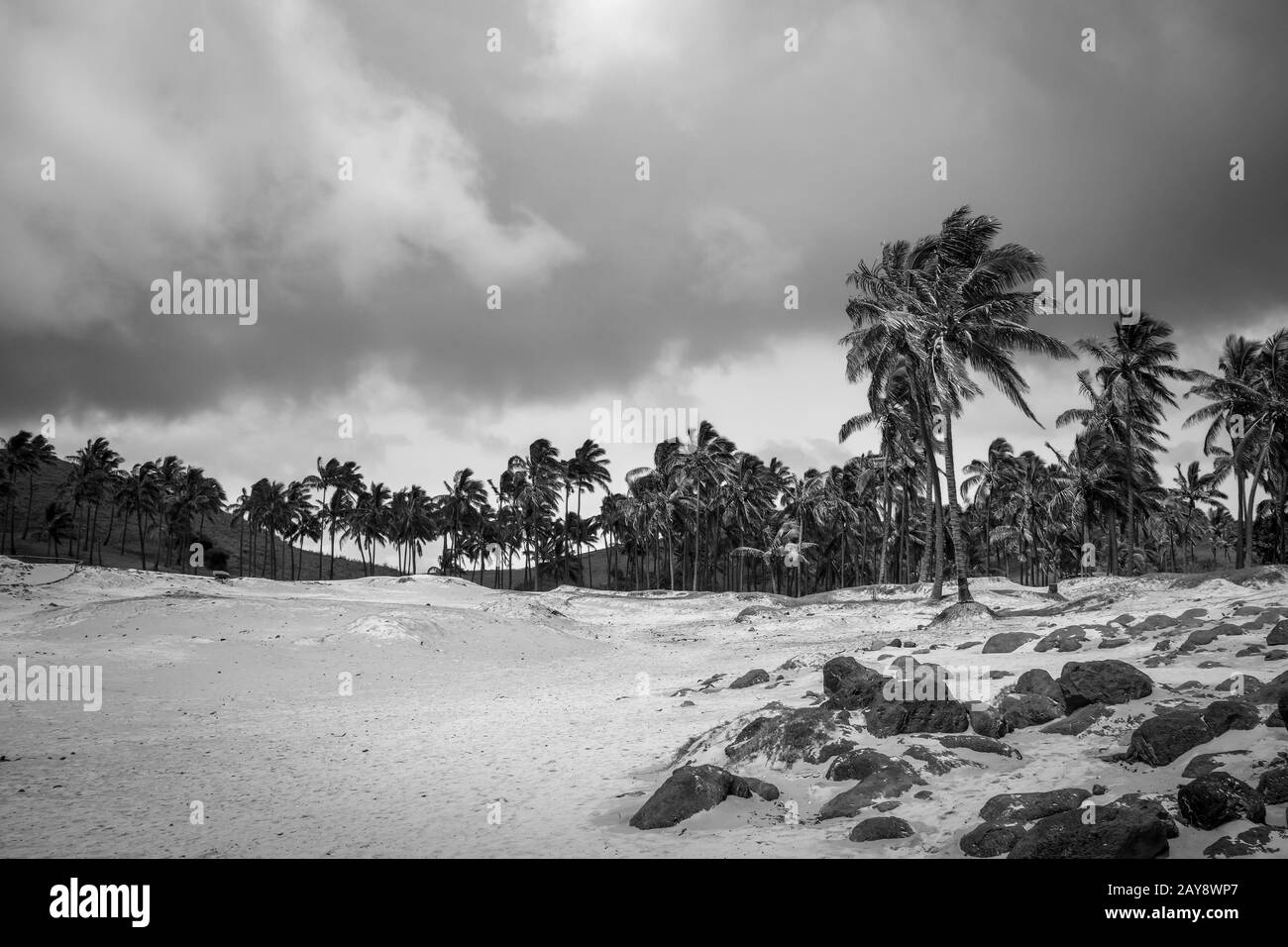 Palme sulla spiaggia di Anakena, isola di pasqua. Immagine in bianco e nero Foto Stock