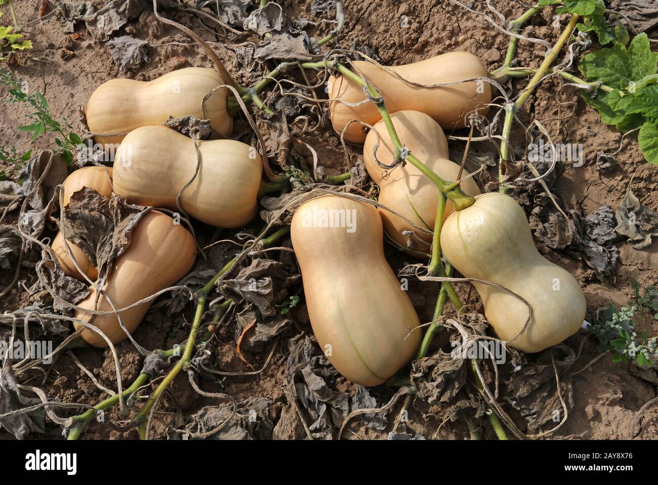 Butternut zucca Foto Stock