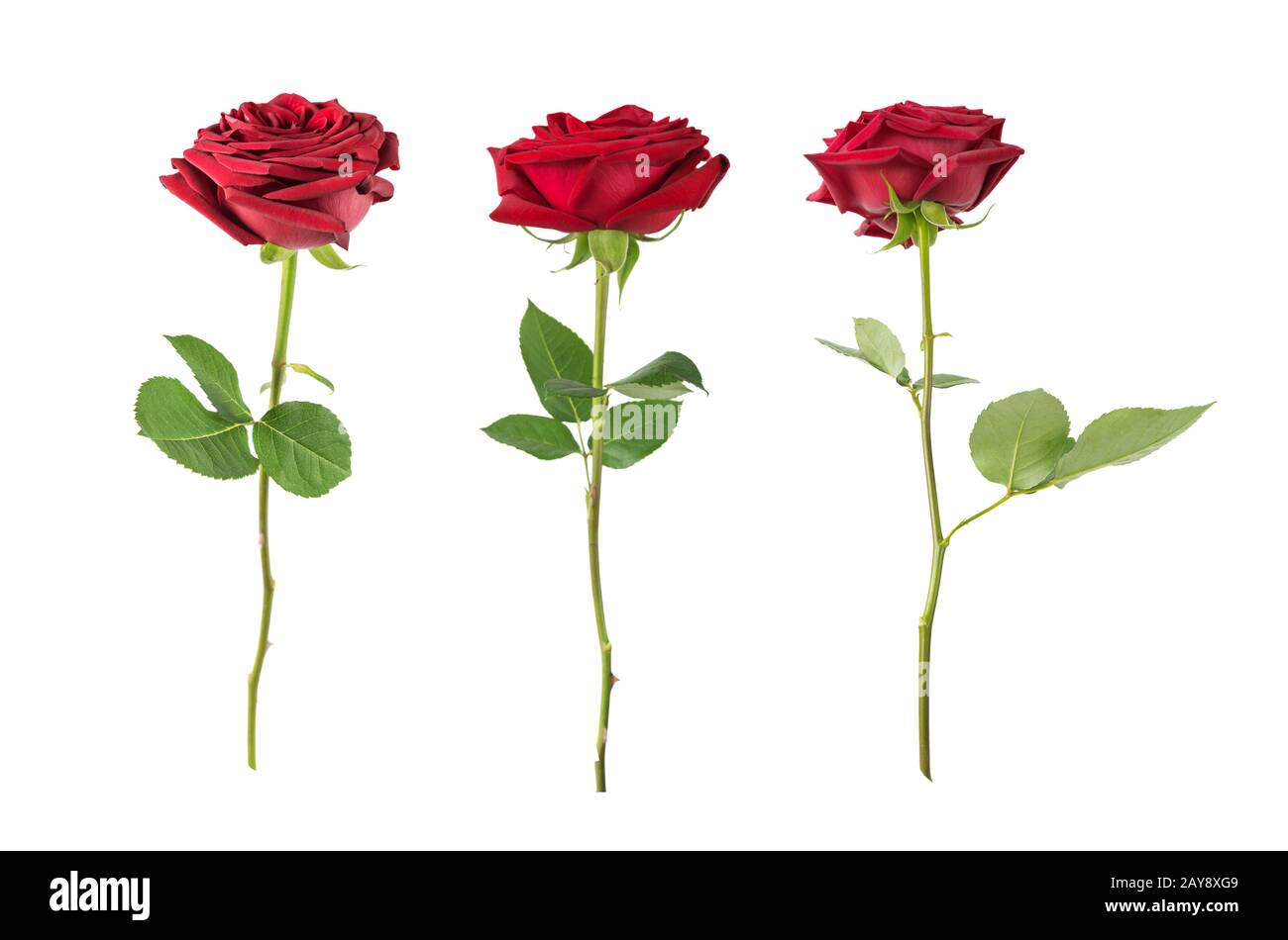 Rose rosse su sfondo bianco Foto Stock